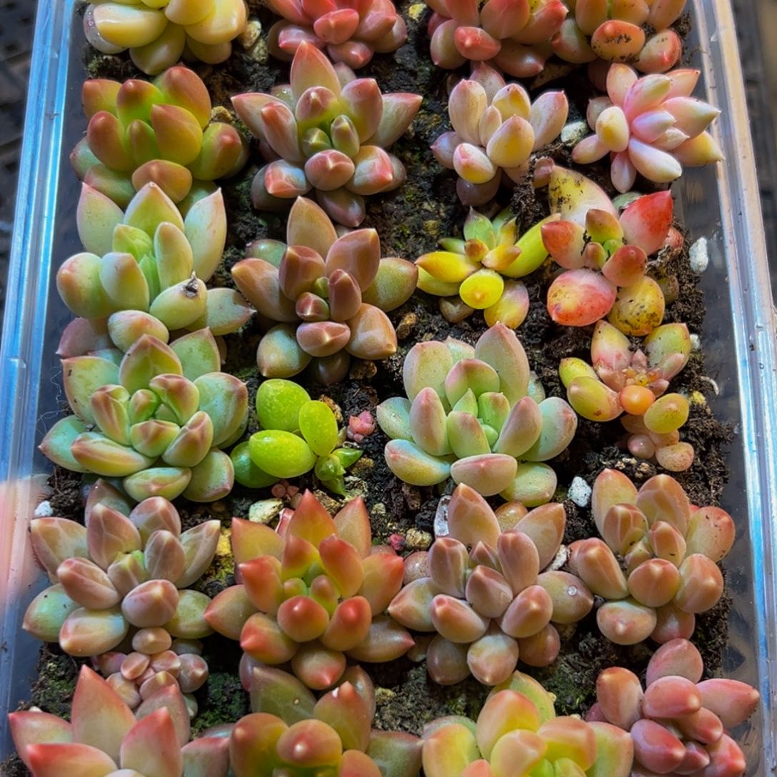 669多肉葡萄领导人物库资料