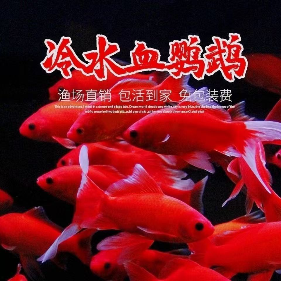 【冷水鹦鹉鱼】观赏鱼血红好养耐活草金鱼黑眼葡萄眼淡水鱼耐寒冷