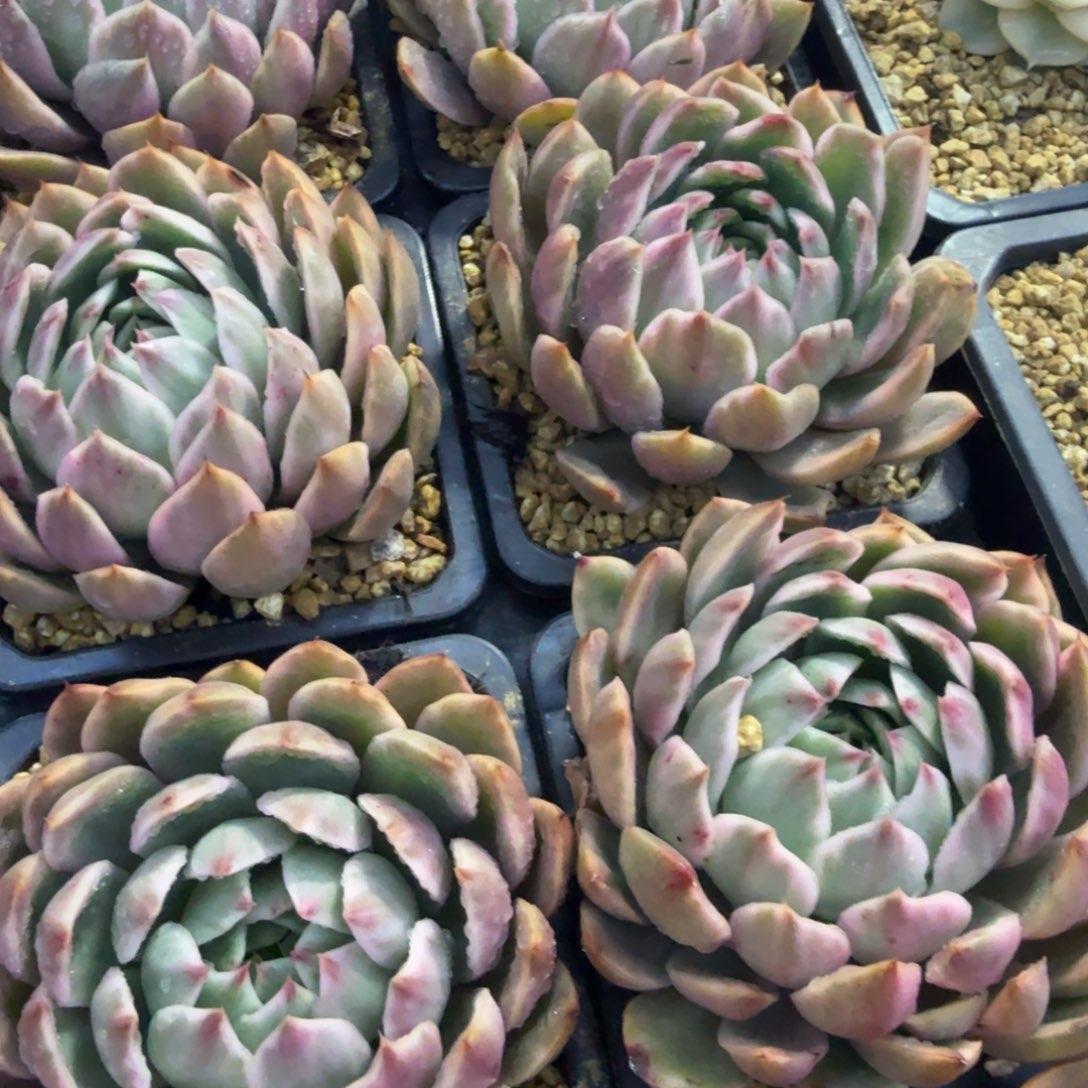 水晶恋人锦，多肉锦