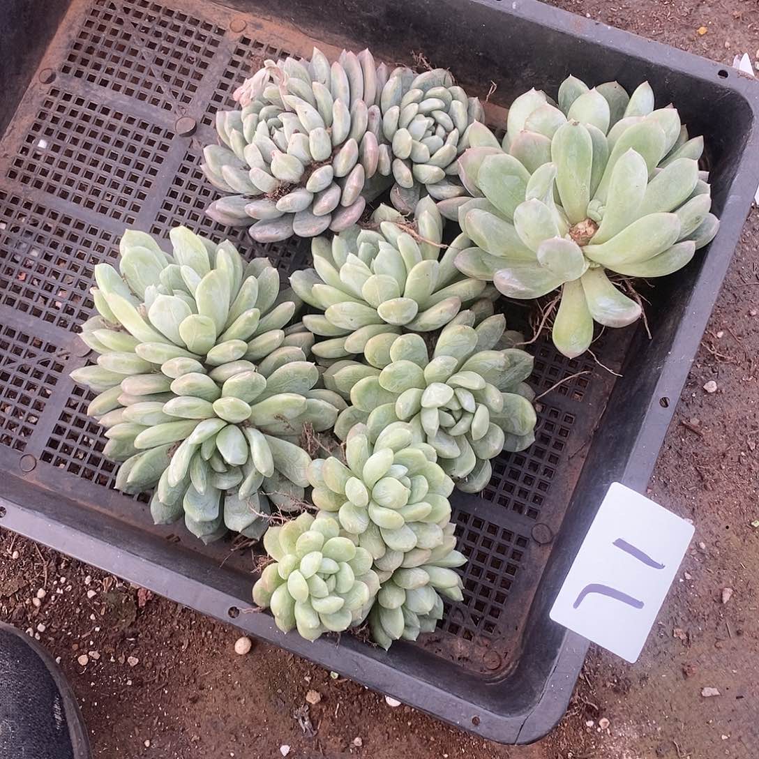 一堆百搭翡翠多肉71