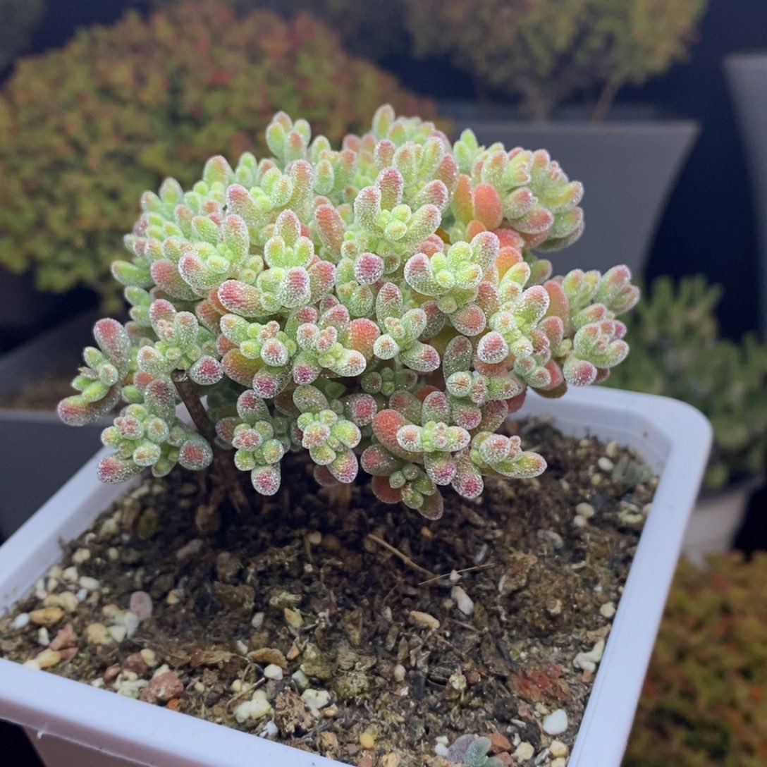 无花朵26号优选冰晶枝干