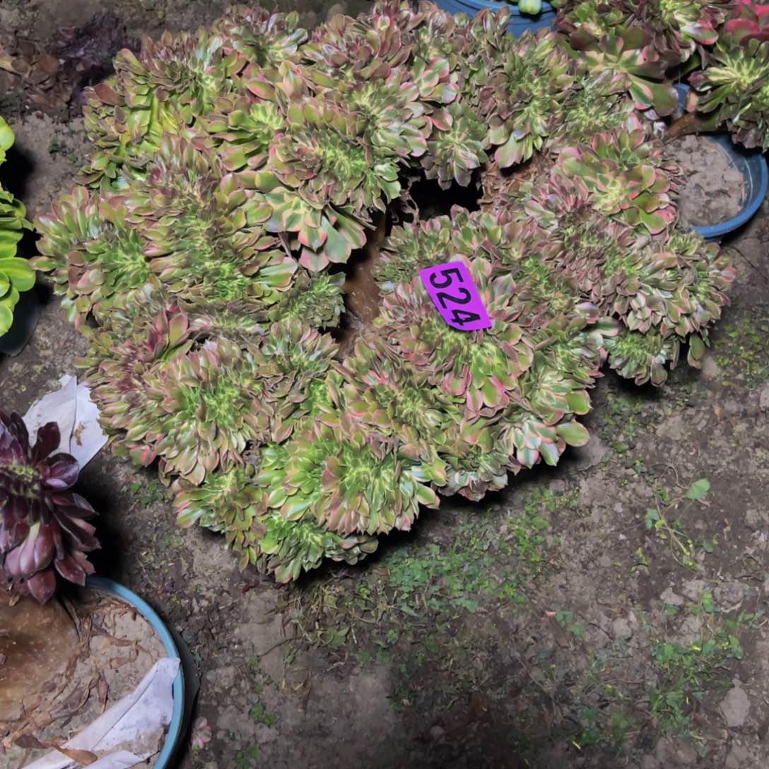 香妃法师26////47包邮