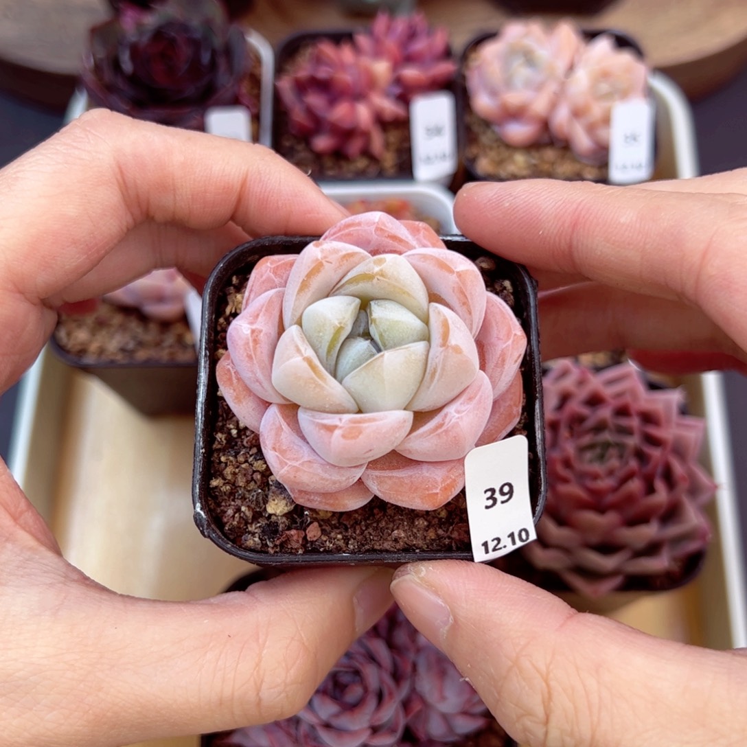 好好看39、哈哈哈哈