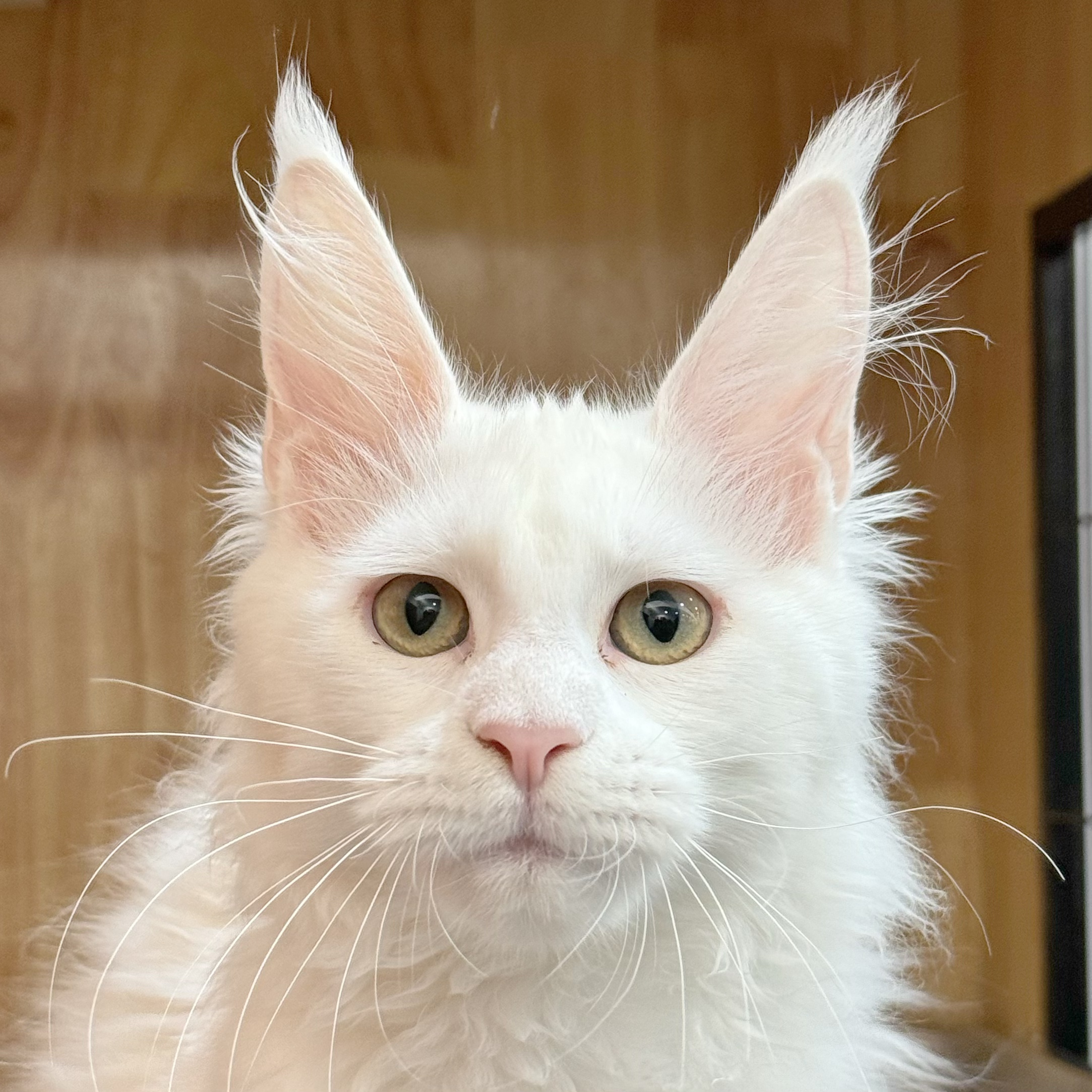 来了姊妹-纯白缅因猫-弟弟-25