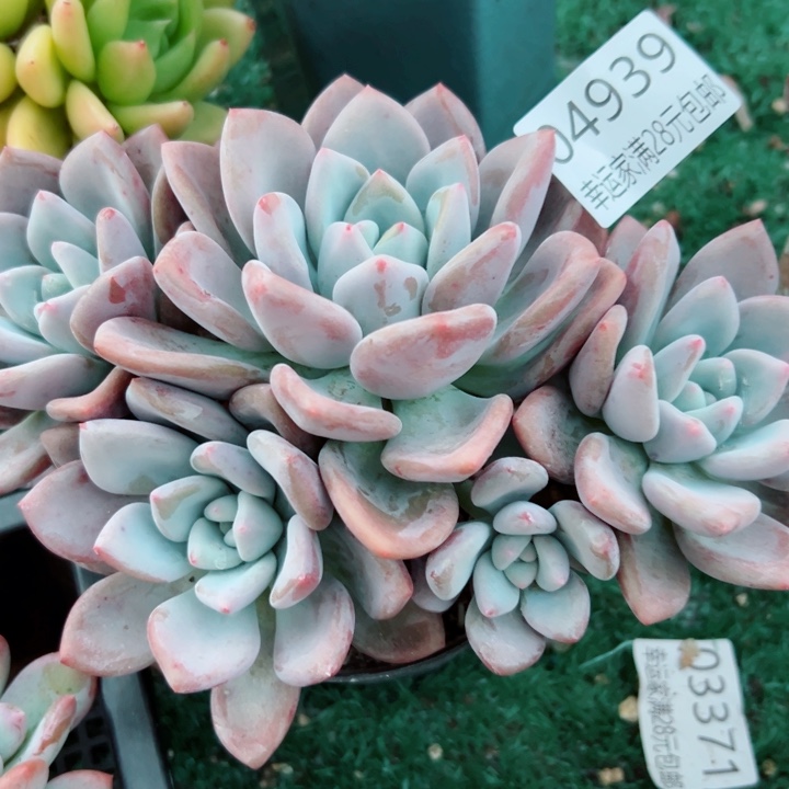 幸运的是我还没遇到你呢