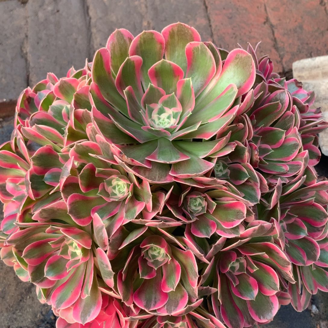 妖月捧花，多肉植物