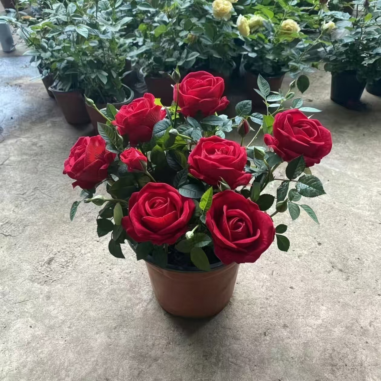 红苹果月季盆栽花卉四季开花耐寒耐热适合阳台庭院种植