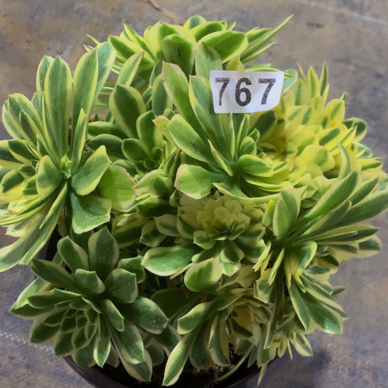 【闪购商品】767颜宁多肉