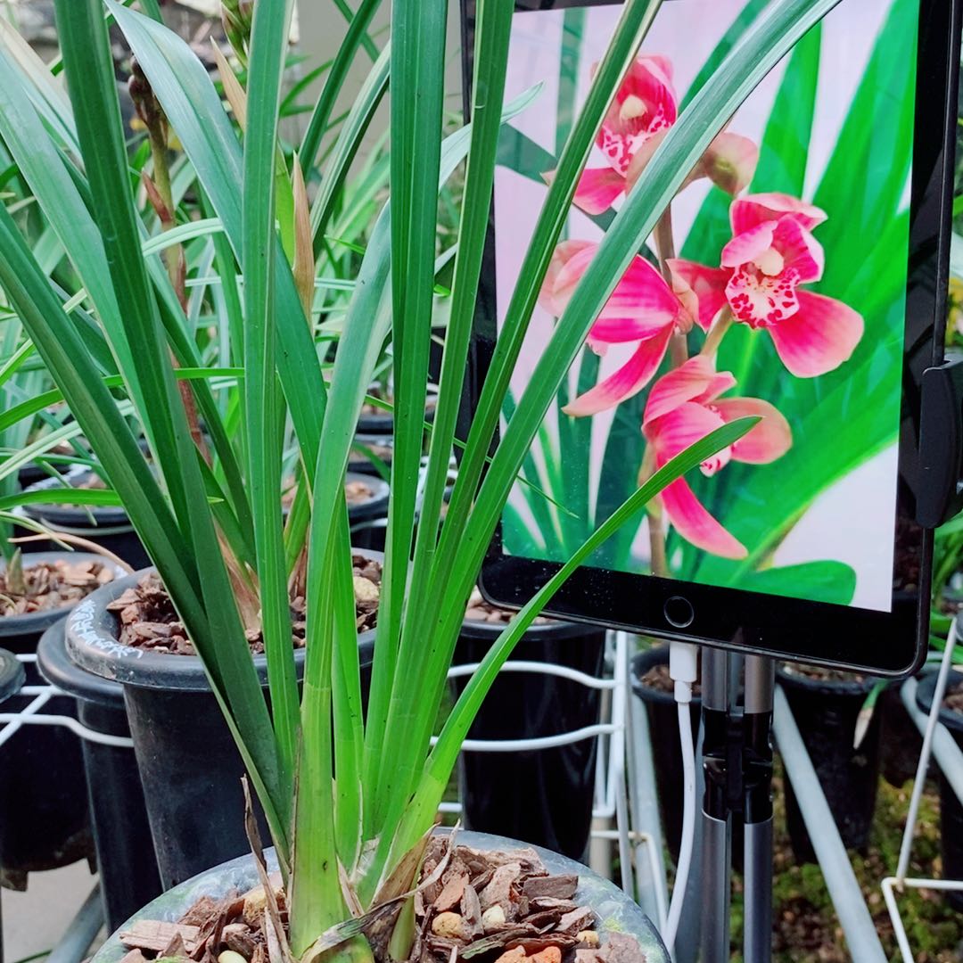 当前无花栽培后可以开花