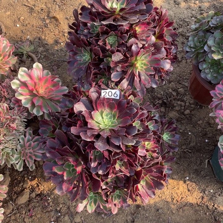 依***）无花朵206多肉植物组合金丝雀2