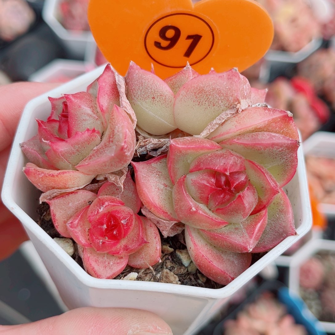 91号小老桩珍妮群