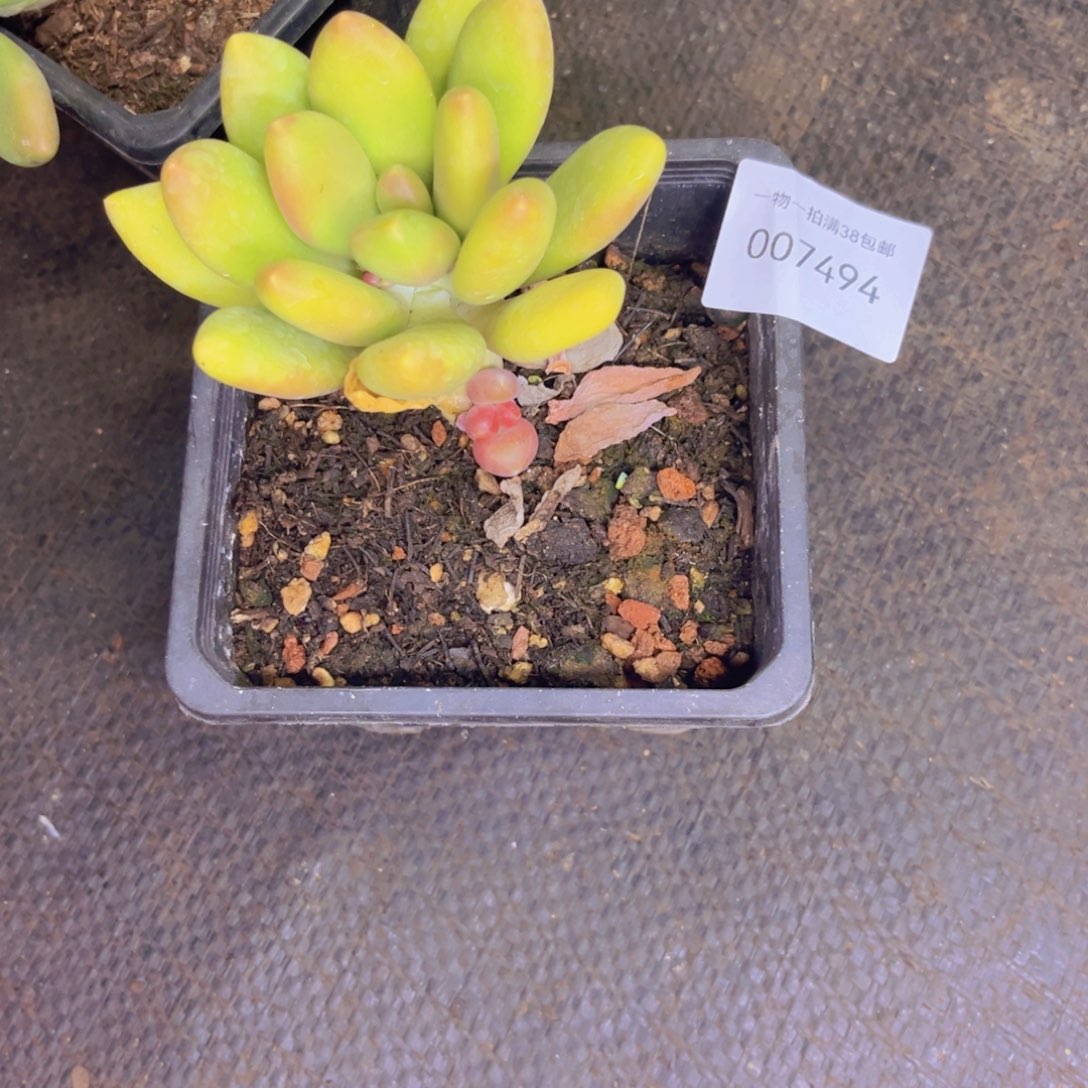 多肉一物一拍7494