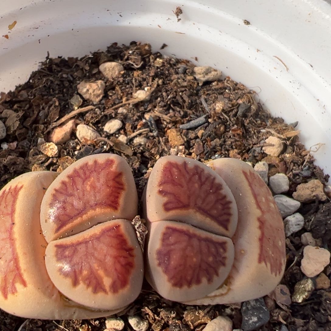 30多肉植物百科知识