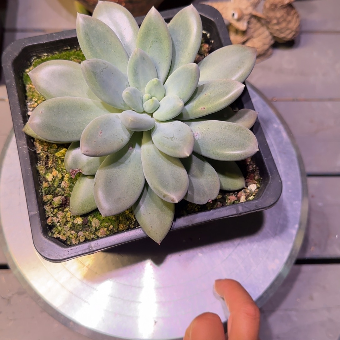 哥特萝莉胖体大单头多肉植物