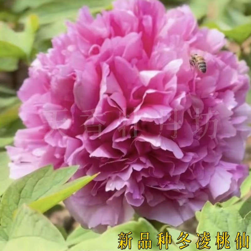 新品种牡丹花【冬凌桃仙】一年两次开花  浅红系  盆栽地栽金科种植