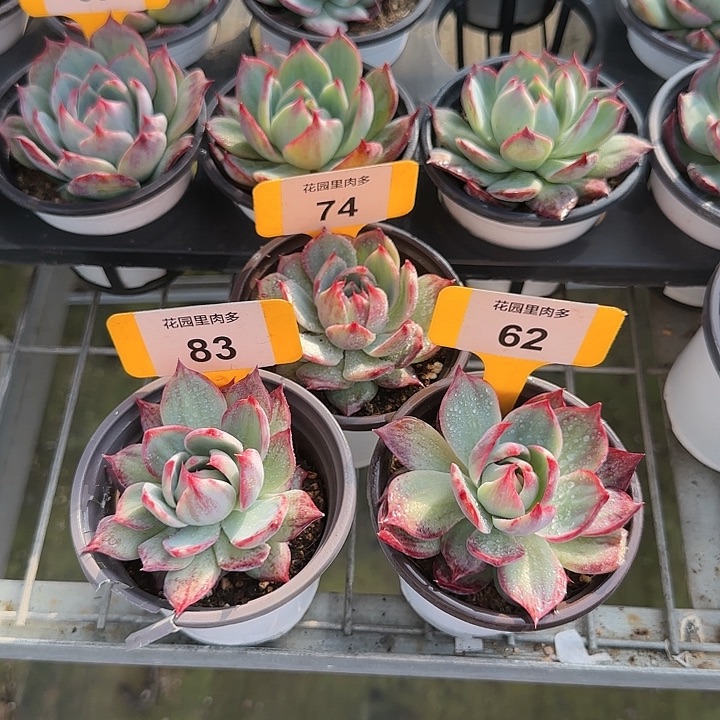 愚***^74、83、62 惊鸿仙子多肉植物6-9cm