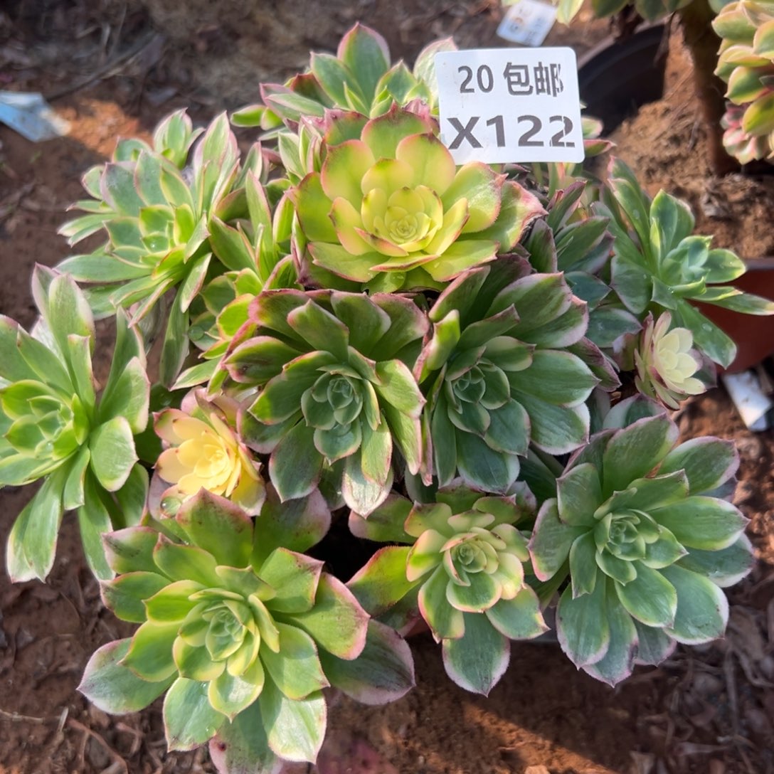 122海鲜，满20包邮嘟叮熊