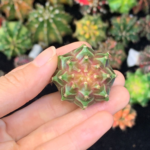 粉心轮回 一物一拍 脱土