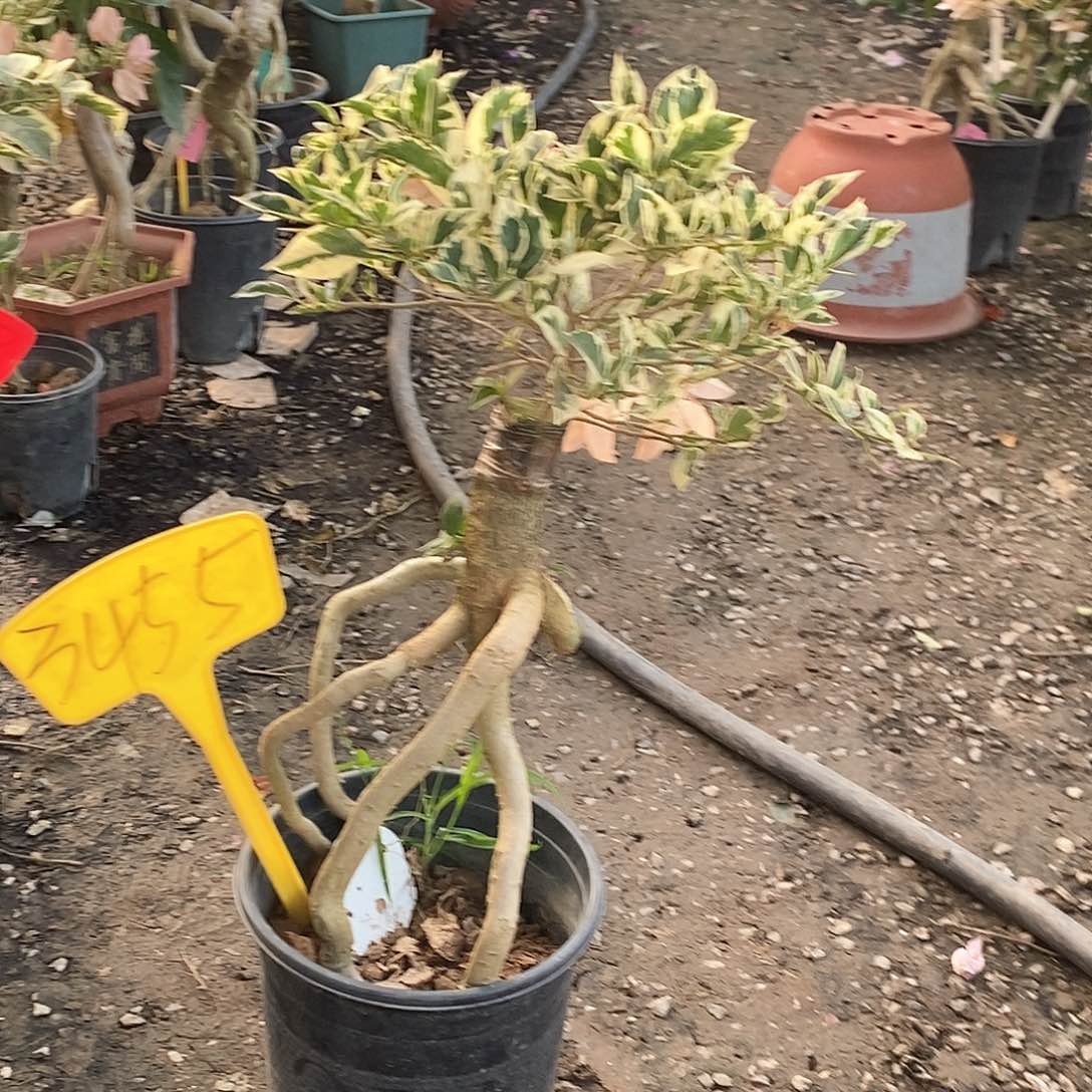 大部分开放少量花苞粉布丁3455