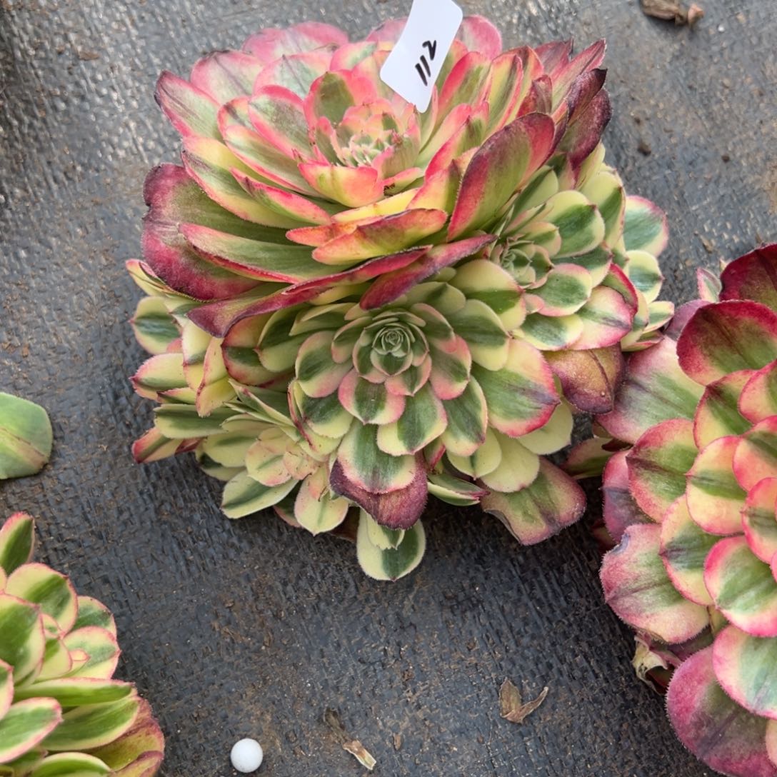 112海神五根无蹲泼先去协商