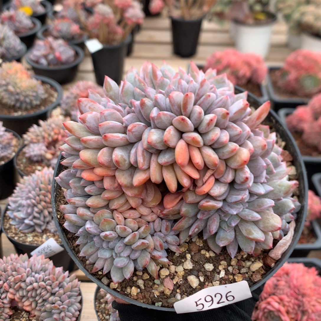 13厘米底切石榴籽缀 5926