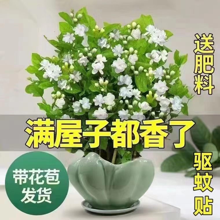 重瓣茉莉花盆栽浓香型室内绿植花卉盆景驱蚊驱虫四季开花好养
