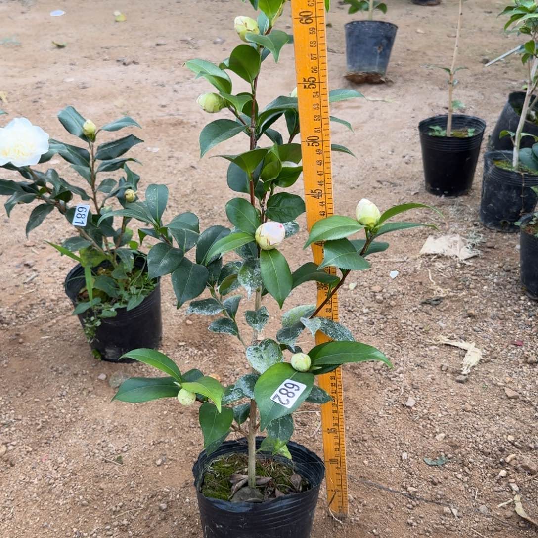 少量花朵（建议范围：2朵-5朵 或40%以下）682白乔依