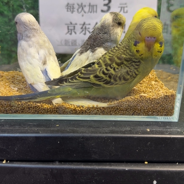 虎皮鹦鹉大头虎皮鹦鹉