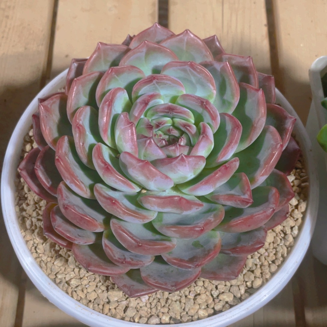 红栾多肉植物一棵