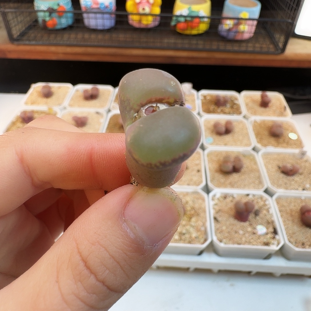 多肉植物福利风铃339