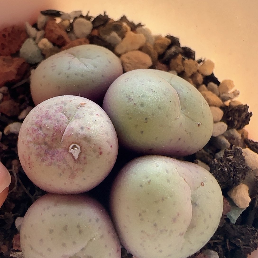 28包邮脱土发货25614