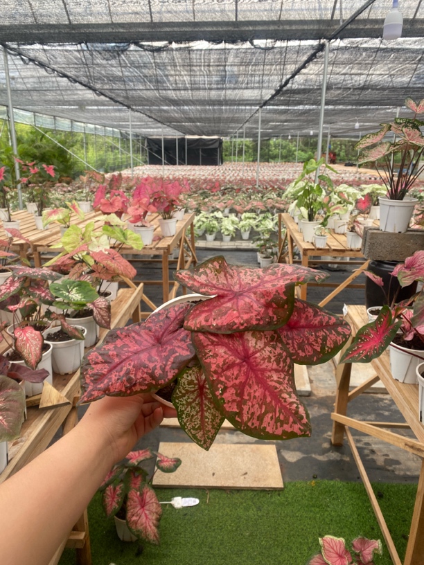 彩叶芋好养绿植满200赠送一盒粉红豹
