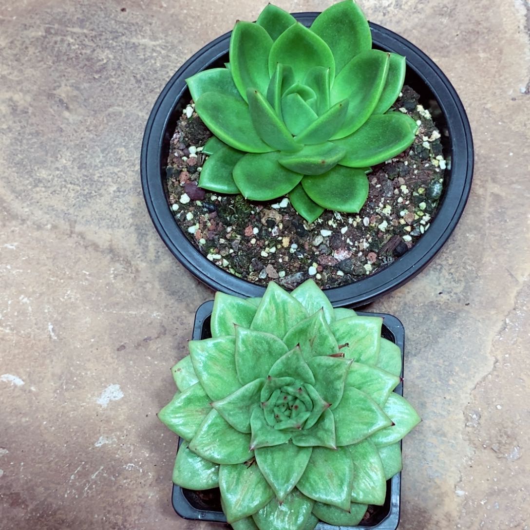 晴***福利特价2颗拼盘