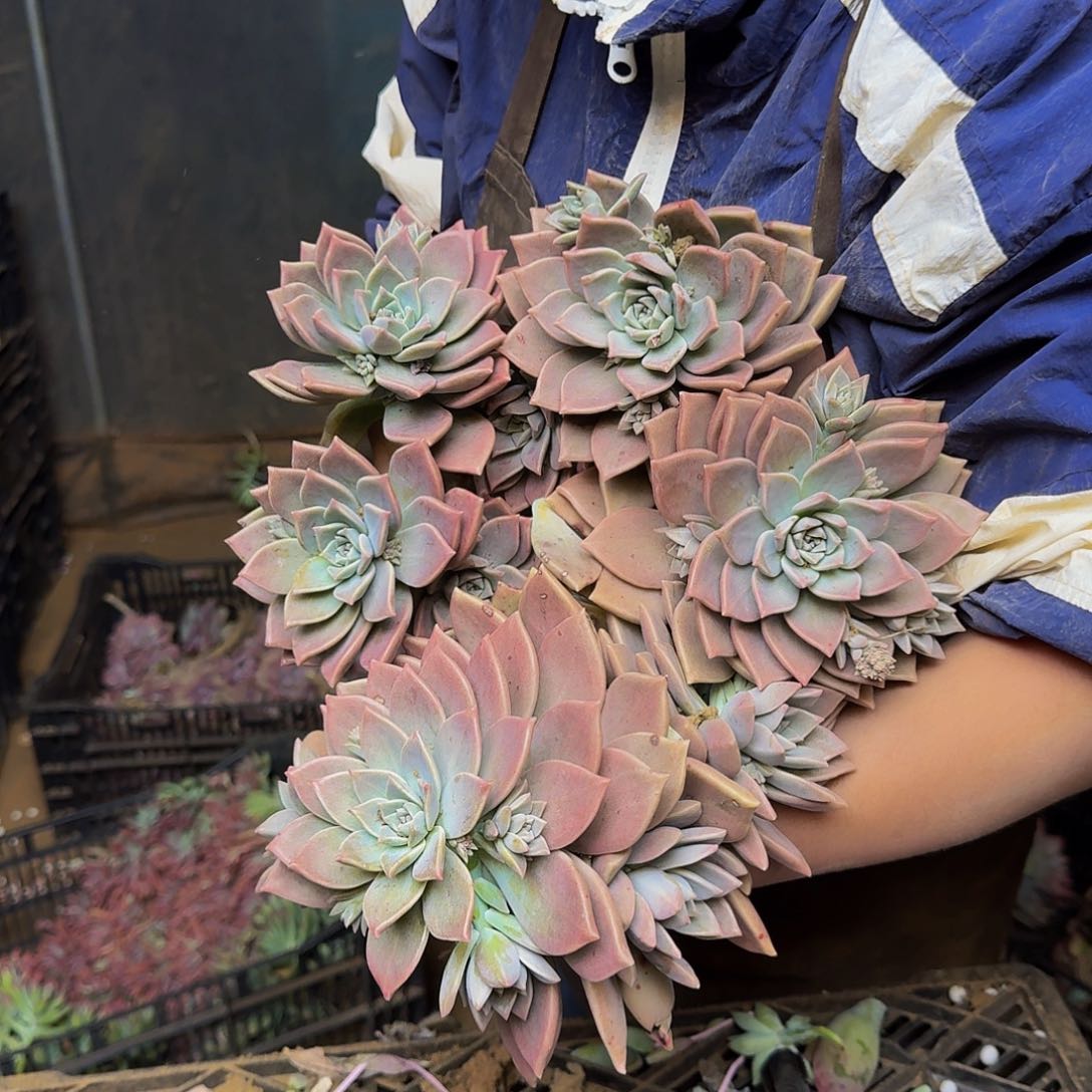 初恋 一颗 不包损18米