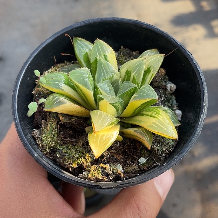 寿锦玉露带盆发货