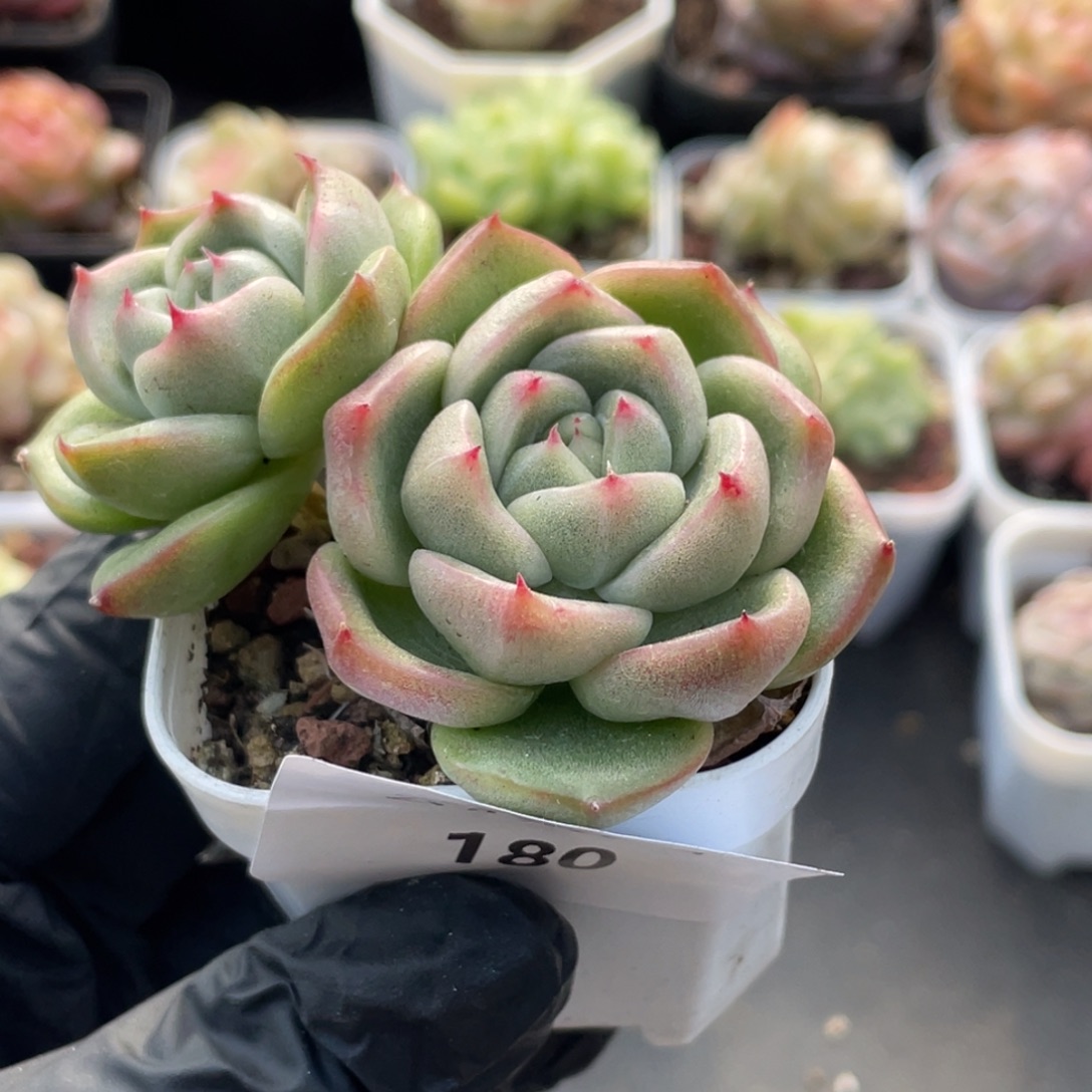 h***h180号糖心冰心珍妮