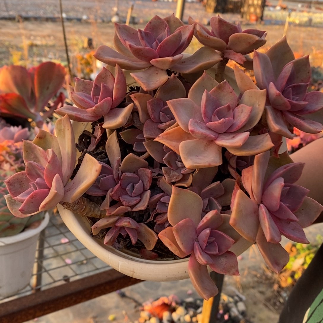 中国初恋整桩一盆