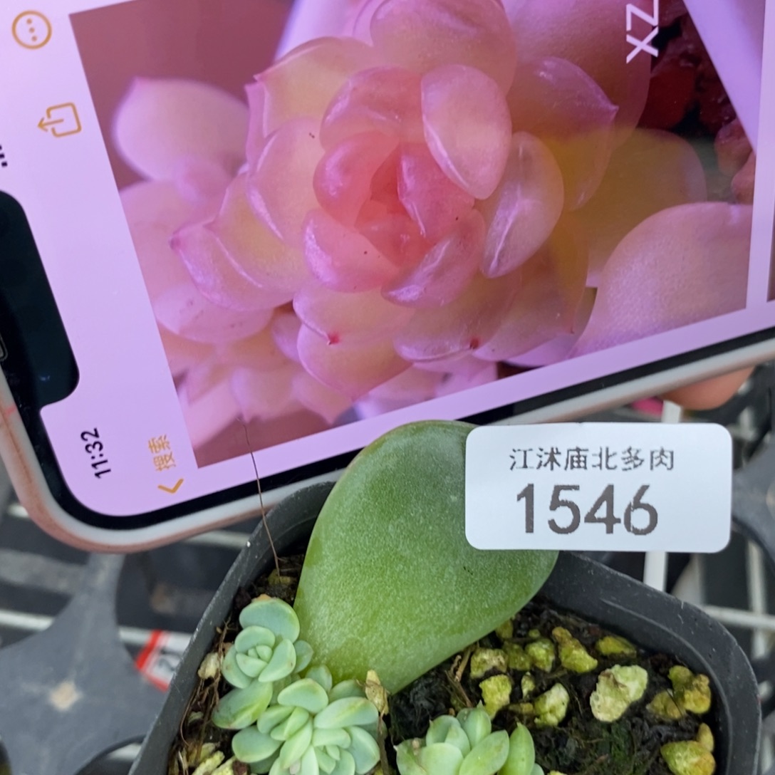 标1546亦玫xz9一个多肉