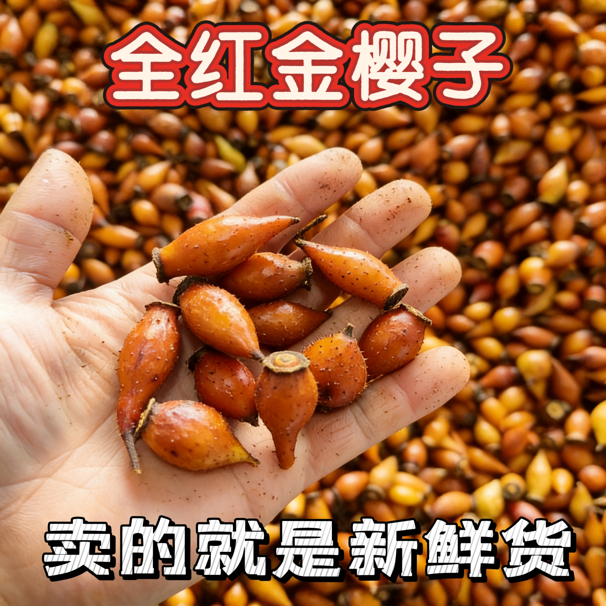 贵州新鲜金樱子  初级农产品