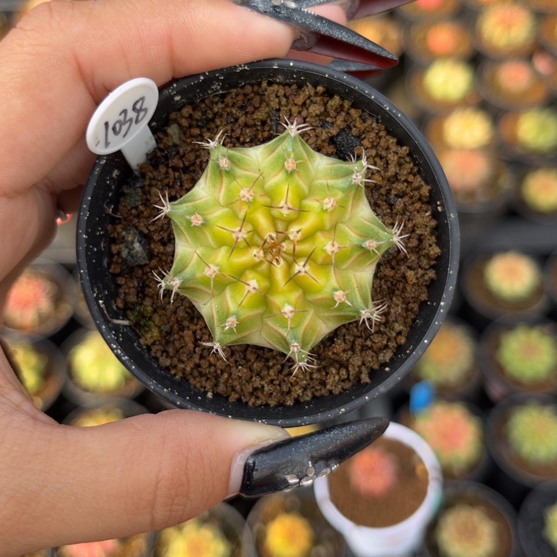 1038 泰系白轮回 带盆土发货