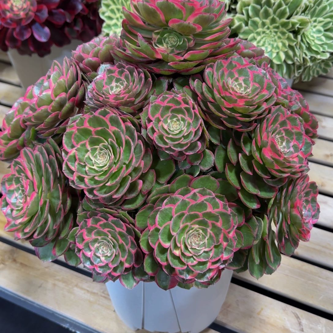 花**园粉花妖精品法师