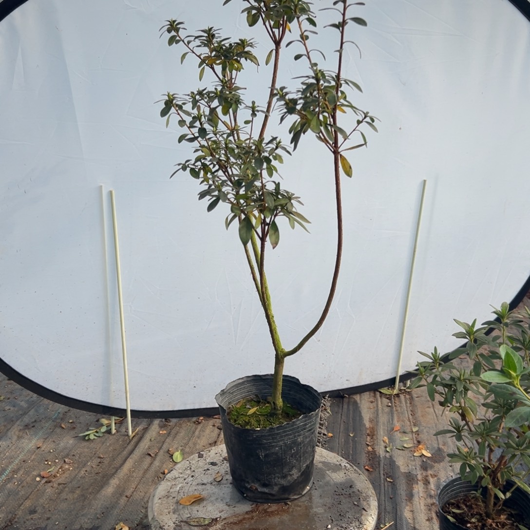 李***完全开放舞小听杜鹃