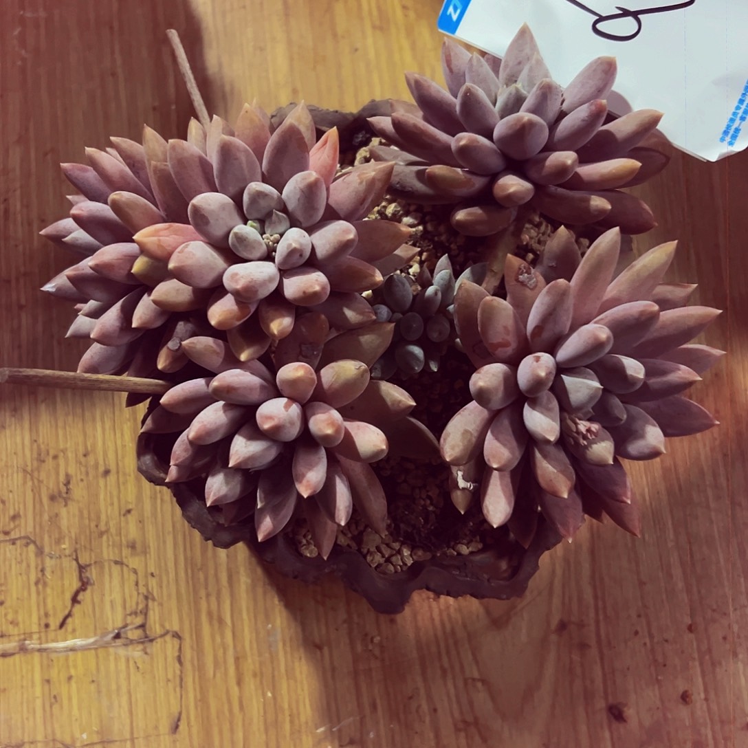 爱****26号一物一拍发大学城美年达