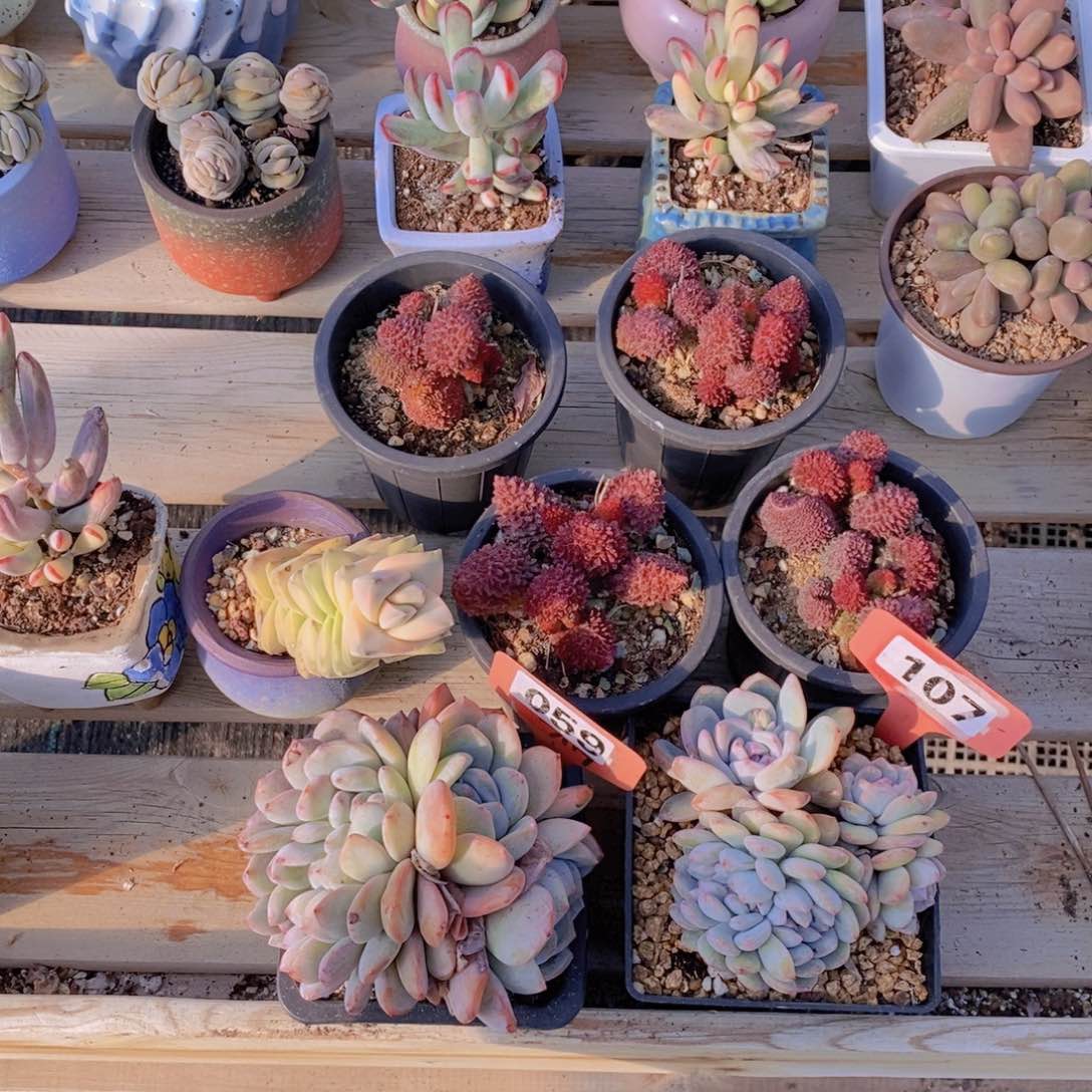?**?多肉植物059 107