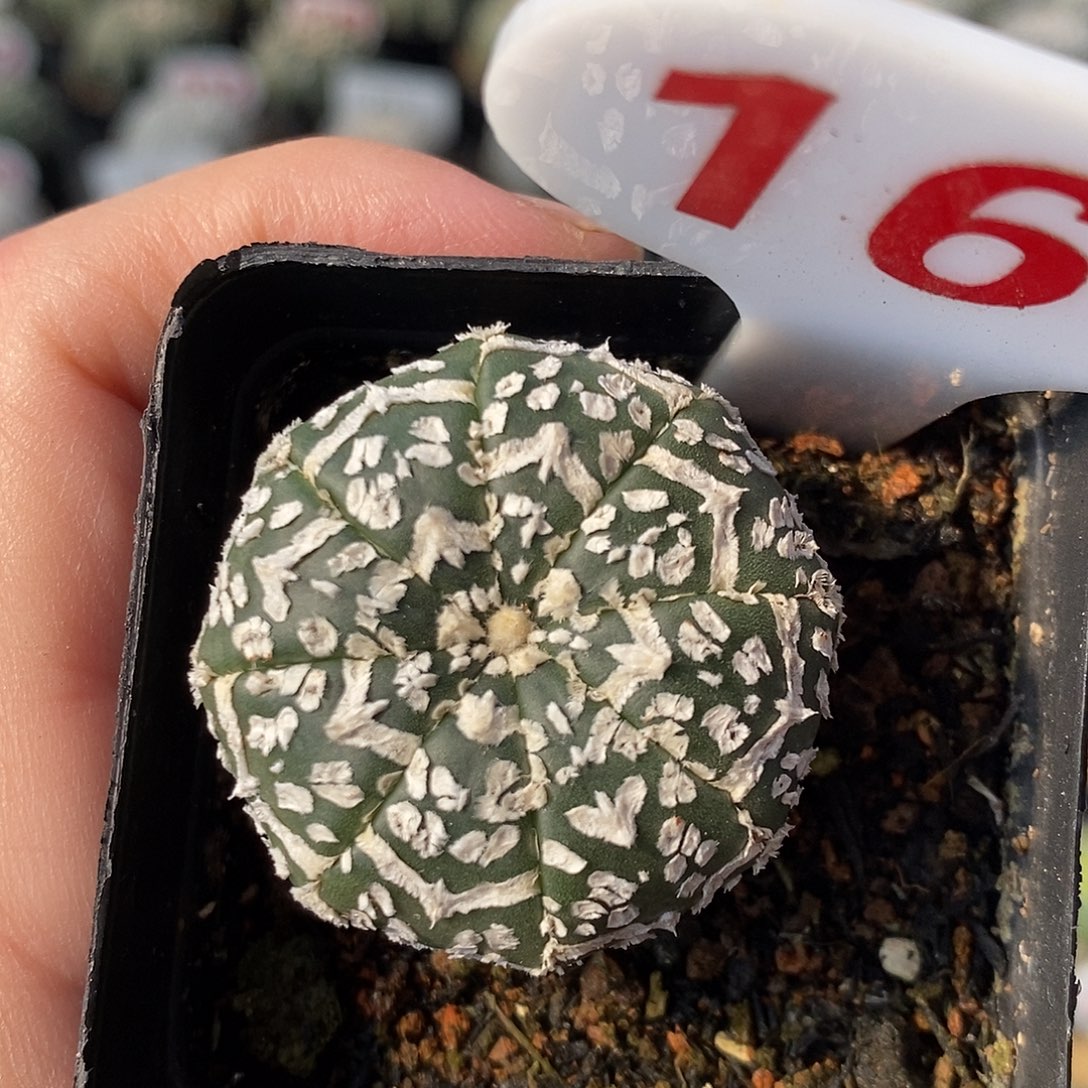 166v兜系列福利来啦