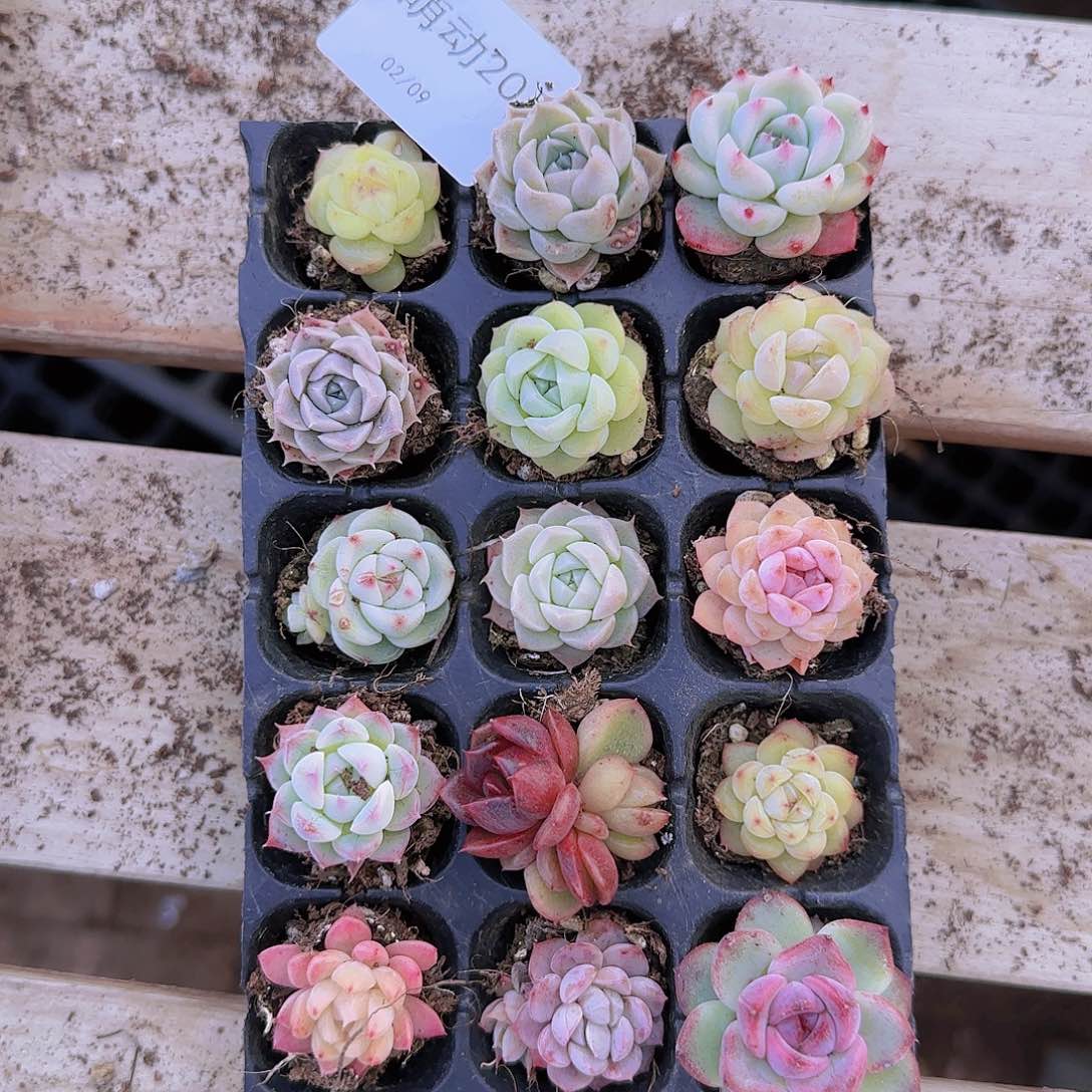 直播一物一拍多肉20