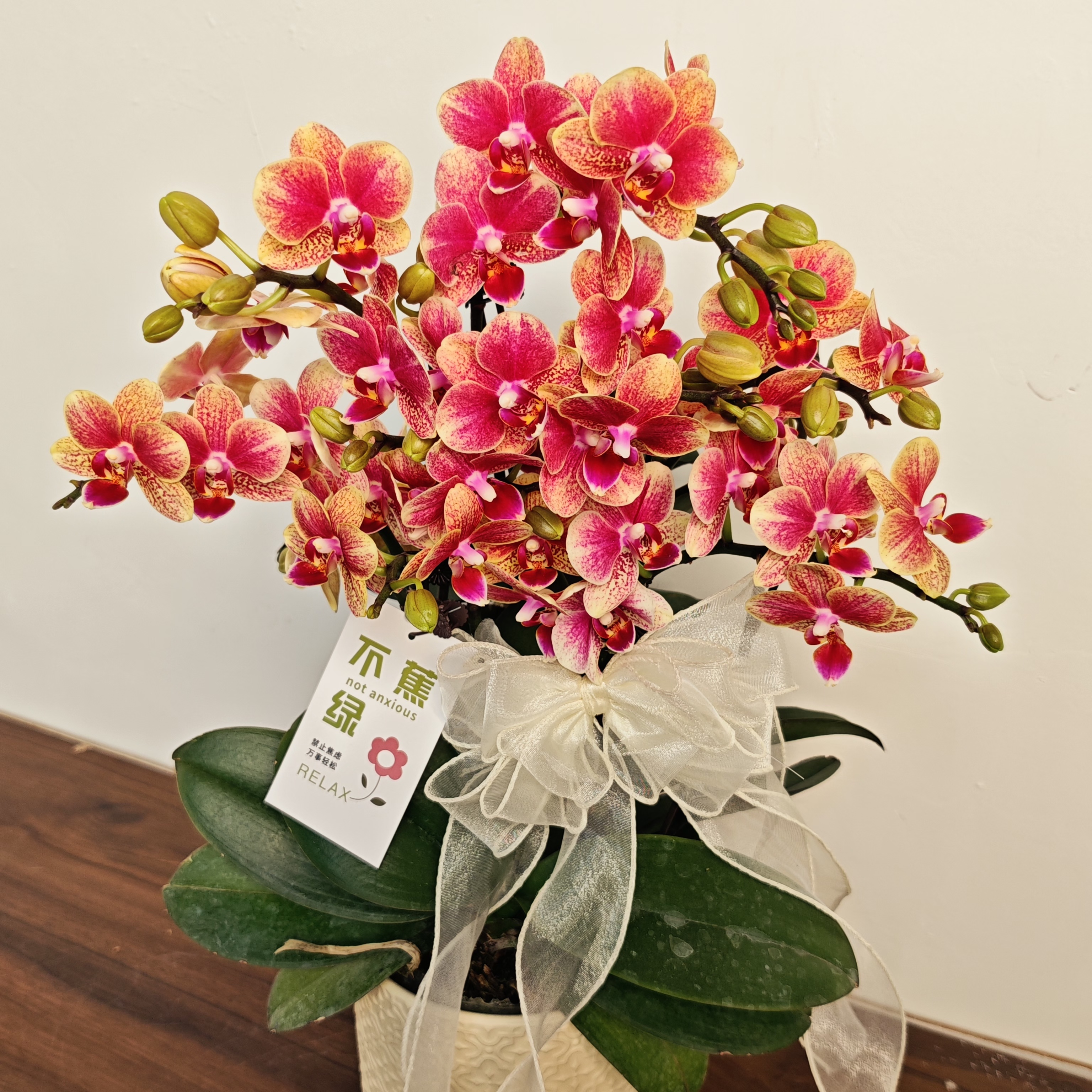  【金蝶】蝴蝶兰 经典年宵红色系 送人送礼佳品 基地直发