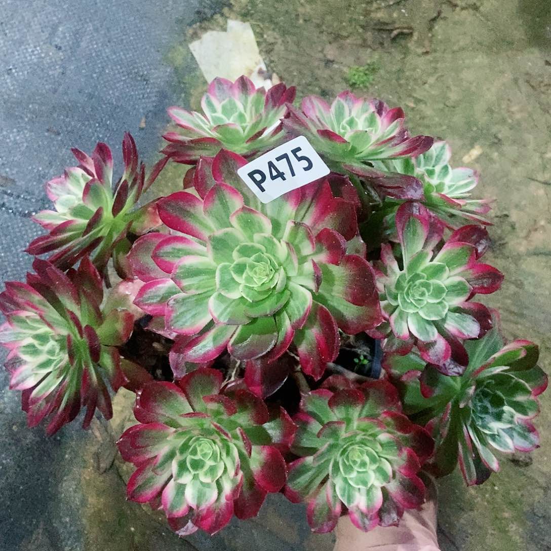 红陶475万花筒5多肉