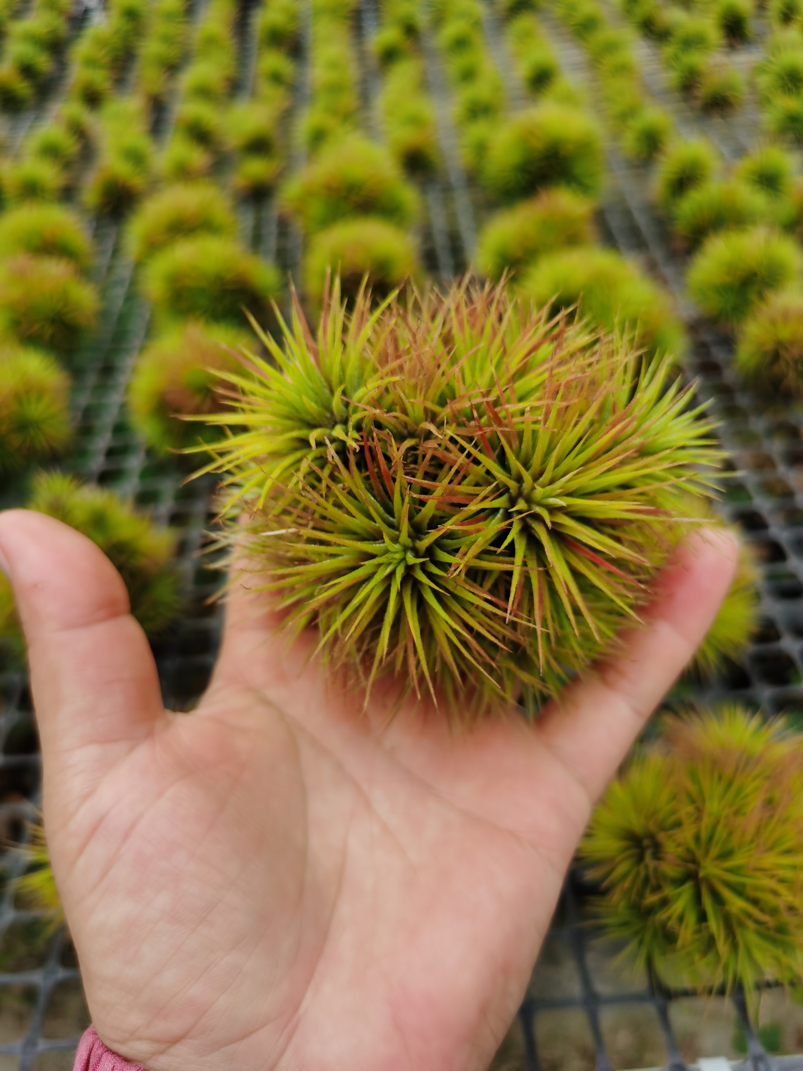 空气凤梨绿植创意好养茶室办公桌