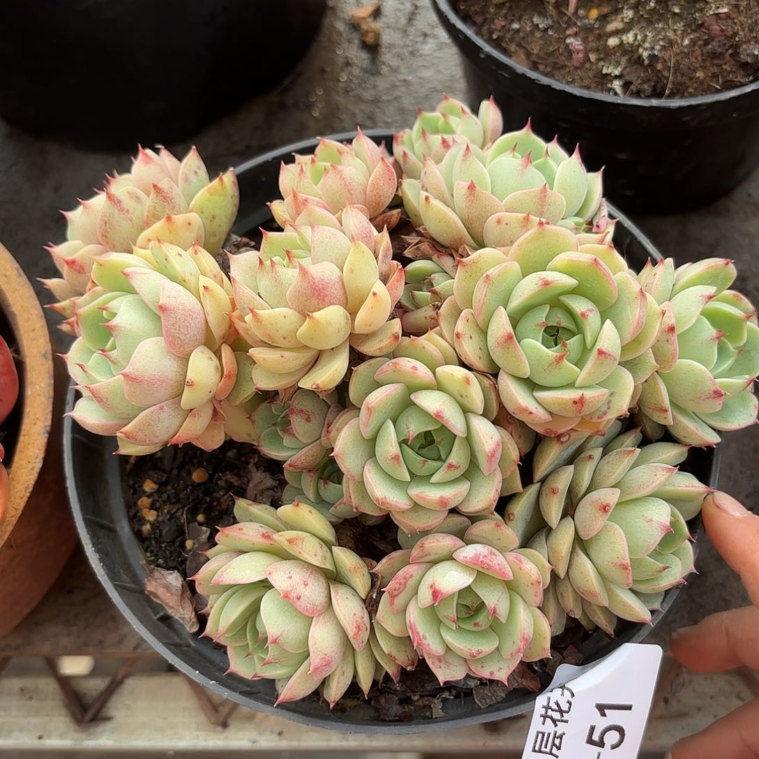 同温层多肉笨吧51